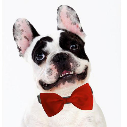 Dog Bow Tie Accessory In Red-Your Private Bar